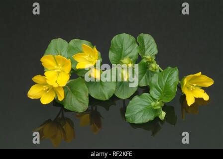 Plantes médicinales Creeping Jenny, la lysimaque nummulaire (Lysimachia nummularia) Banque D'Images