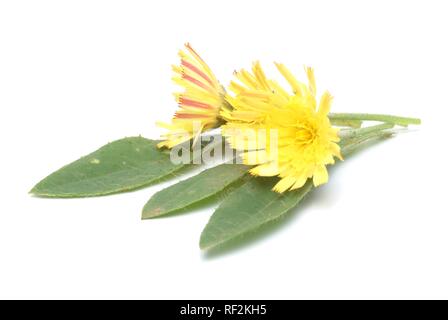 Oreille de souris (Hieracium pilosella épervière euronotum), plante médicinale Banque D'Images