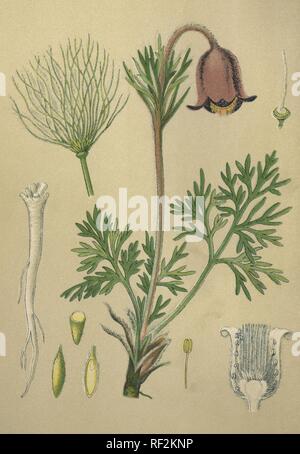 Anémone pulsatille commune ou Dane's Blood (Pulsatilla vulgaris), plante médicinale, datée de 1880 chromolithographie historique Banque D'Images