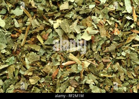 Commun, Herbe séchée (Pulmonaria officinalis), plante médicinale Banque D'Images