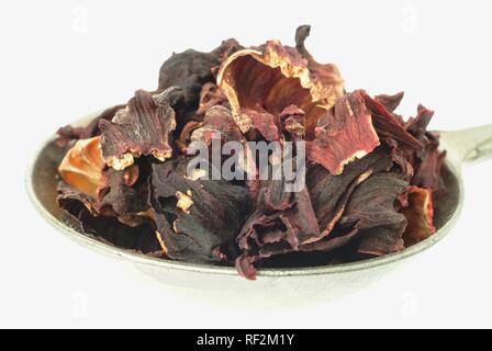 Roselle séchées (Hibiscus sabdariffa) dans une cuillère de mesure, plante médicinale Banque D'Images