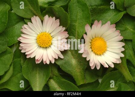 Daisy Daisy pelouse commune, ou en anglais Daisy fleurs et feuilles (Bellis perennis), plante médicinale Banque D'Images