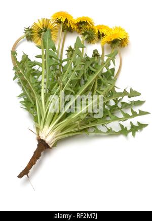 Le pissenlit (Taraxum officinale, Leontodon officinale), plante médicinale Banque D'Images