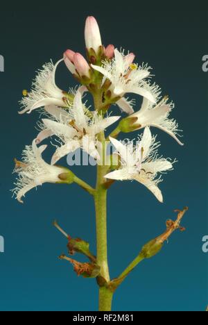 Fève des marais, Buckbean (Menyanthes trifoliata), plante médicinale Banque D'Images