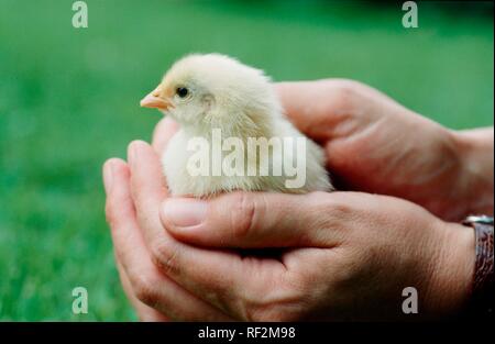 Mains tenant un poussin Banque D'Images