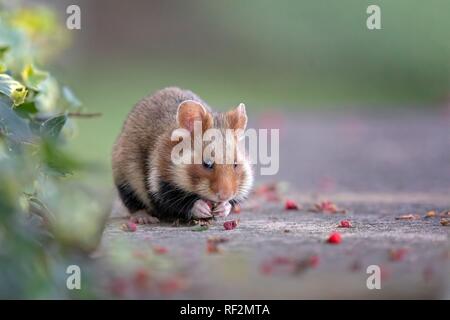 Grand hamster (Cricetus cricetus) à la recherche de nourriture dans un parc, manger des fruits de l'if, Autriche Banque D'Images