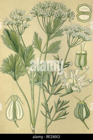 Anis ou de l'anis (Pimpinella anisum), plante médicinale, datée de 1880 chromolithographie historique Banque D'Images