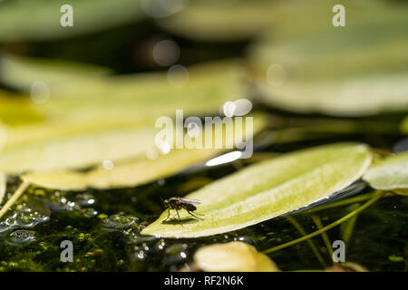 Flacon vert commun fly close up, macro, mouche Lucilia sericata assis sur une feuille d'un nénuphar dans un étang Banque D'Images