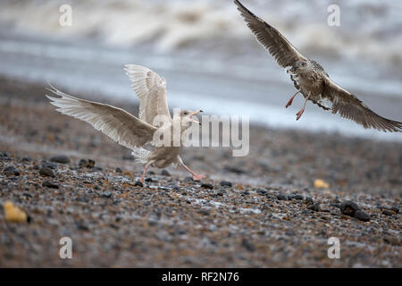 Goéland bourgmestre (Larus hyperboreus) Banque D'Images