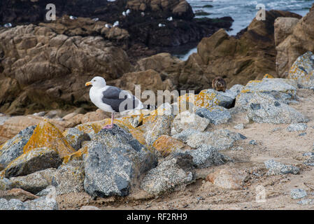 Seagull perché sur un rocher près de la plage. Banque D'Images