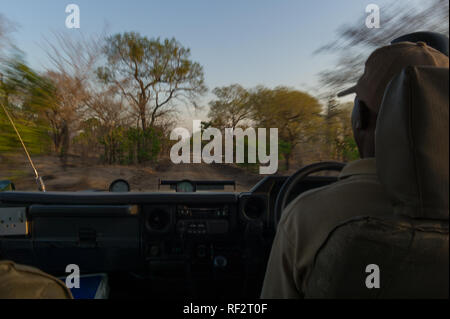 Des safaris sont une façon intéressante pour les touristes de découvrir la réserve faunique Majete dans le sud du Malawi ; ici un guide de safari durs un véhicule ouvert Banque D'Images