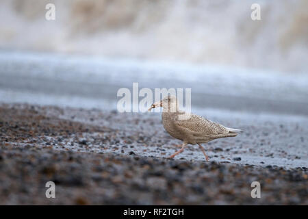 Goéland bourgmestre (Larus hyperboreus) Banque D'Images