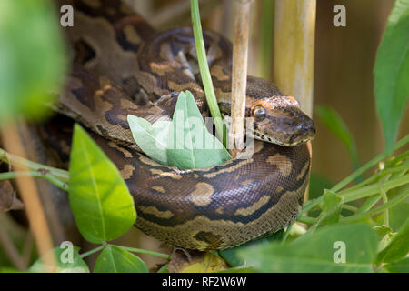 African rock python, Python sebae, est le plus grand serpent en Afrique et tue ses proies par constriction. Banque D'Images