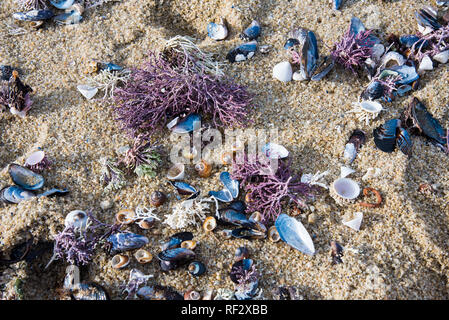 Coquillages, coraux colorés, et les créatures de la mer sur la plage. Les motifs et les couleurs changent à chaque marée entrants et sortants. Banque D'Images