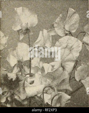 . Catalogue 1963. L'industrie des semences et les catalogues commerciaux ; catalogues ; Graines Graines Graines fruits ; Catalogues Catalogues ; Matériel et fournitures de jardinage ; Catalogues Catalogues de graines de fleurs. Les zinnias magnifique LES PETITS POIS. Veuillez noter que ces images sont extraites de la page numérisée des images qui peuvent avoir été retouchées numériquement pour plus de lisibilité - coloration et l'aspect de ces illustrations ne peut pas parfaitement ressembler à l'œuvre originale.. J. Steckler Seed Co ; Henry G. Gilbert Pépinière et du commerce de semences Catalogue Collection. La Nouvelle Orléans, en Louisiane : Steckler Seed Company, Inc. Banque D'Images