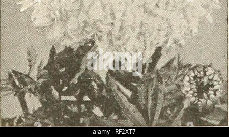 . Catalogue 1963. L'industrie des semences et les catalogues commerciaux ; catalogues ; Graines Graines Graines fruits ; Catalogues Catalogues ; Matériel et fournitures de jardinage ; Catalogues Catalogues de graines de fleurs. Fleurs Annuelles préférées. Souci, de paillettes. Veuillez noter que ces images sont extraites de la page numérisée des images qui peuvent avoir été retouchées numériquement pour plus de lisibilité - coloration et l'aspect de ces illustrations ne peut pas parfaitement ressembler à l'œuvre originale.. J. Steckler Seed Co ; Henry G. Gilbert Pépinière et du commerce de semences Catalogue Collection. La Nouvelle Orléans, en Louisiane : Steckler Seed Company, Inc. Banque D'Images