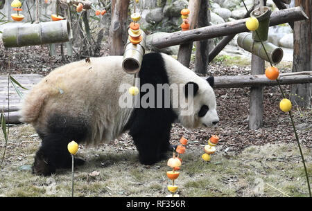 Chengdu, Chine. 23 Jan, 2019. Panda est Miaomiao manger des fruits de bienvenue Nouvel An à Chengdu, Sichuan, Chine, le 23 janvier 2019.(Photo par TPG/CNS) Credit : TopPhoto/Alamy Live News Banque D'Images