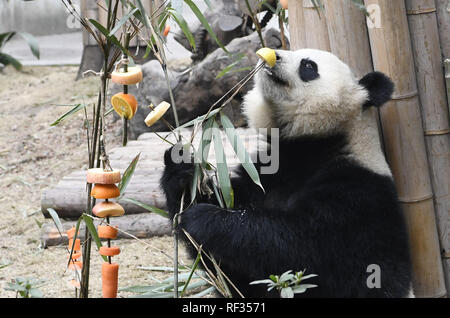 Chengdu, Chine. 23 Jan, 2019. Panda est Miaomiao manger des fruits de bienvenue Nouvel An à Chengdu, Sichuan, Chine, le 23 janvier 2019.(Photo par TPG/CNS) Credit : TopPhoto/Alamy Live News Banque D'Images