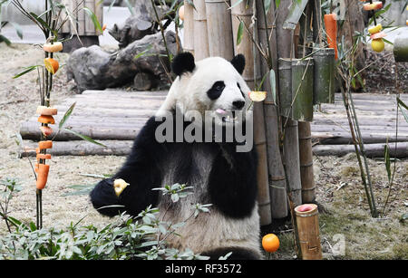 Chengdu, Chine. 23 Jan, 2019. Panda est Miaomiao manger des fruits de bienvenue Nouvel An à Chengdu, Sichuan, Chine, le 23 janvier 2019.(Photo par TPG/CNS) Credit : TopPhoto/Alamy Live News Banque D'Images