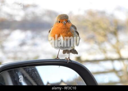 Le Loch Lomond, Ecosse, Royaume-Uni. Jan 24, 2019 Royaume-Uni - Météo. un effronté robin le houblon à l'intérieur de camping-car, dans l'espoir d'être nourris par une froide après-midi à Loch Lomond. Le malheureux oiseau a un bec difformes et envahi par ce qui peut faire l'alimentation elle-même plus difficile Crédit : Kay Roxby/Alamy Live News Banque D'Images