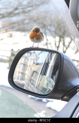 Le Loch Lomond, Ecosse, Royaume-Uni. Jan 24, 2019 Royaume-Uni - Météo. un effronté robin le houblon à l'intérieur de camping-car, dans l'espoir d'être nourris par une froide après-midi à Loch Lomond. Le malheureux oiseau a un bec difformes et envahi par ce qui peut faire l'alimentation elle-même plus difficile Crédit : Kay Roxby/Alamy Live News Banque D'Images