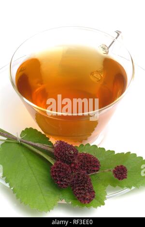 Pimprenelle (Sanguisorba officinalis), plante médicinale, tisane Banque D'Images