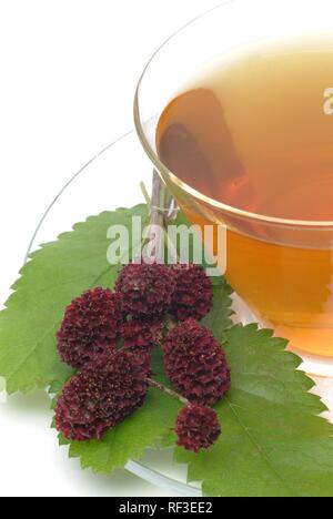 Pimprenelle (Sanguisorba officinalis), plante médicinale, tisane Banque D'Images