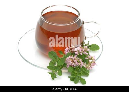 De l'origan ou Marjolaine Pot (Origanum vulgare), tisane Banque D'Images