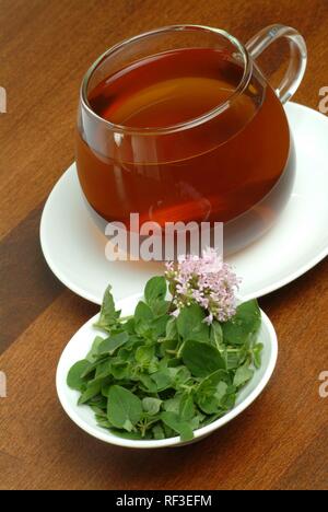 De l'origan ou Marjolaine Pot (Origanum vulgare), tisane Banque D'Images