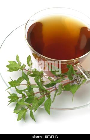 La menthe poivrée (Mentha x piperita), thé, tisane menthe poivrée Banque D'Images