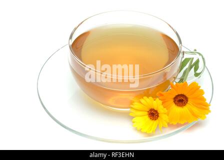 Souci officinal ou French Marigold (Calendula officinalis), de tisane, thé médicinal Banque D'Images