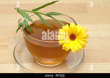 Souci officinal ou French Marigold (Calendula officinalis), de tisane, thé médicinal Banque D'Images