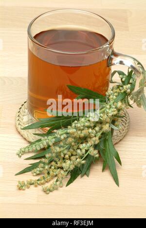 Armoise commune ou grande absinthe (Artemisia vulgaris) thé, tisane, thé médicinal Banque D'Images