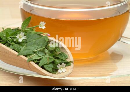 Épilobe à feuilles étroites (Epilobium parviflorum) thé, tisane Banque D'Images