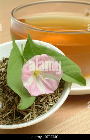 Le liseron des champs (Convolvulus arvensis) thé, tisane Banque D'Images