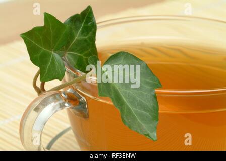 Le lierre (Hedera helix), tisane, thé médicinal Banque D'Images