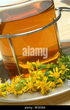 Houghton (Solidago virgaurea), tisane Banque D'Images