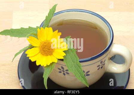 Dogweed Crownbeard américain, Golden, couronne-barbe ou Anil de Muerto (Verbesina encelioides, Verbesina fasciculata), tisane Banque D'Images