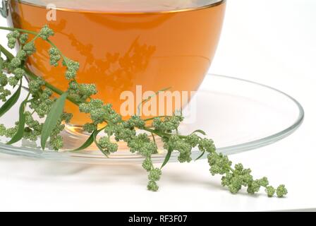 Armoise commune ou grande absinthe (Artemisia vulgaris), tisane Banque D'Images