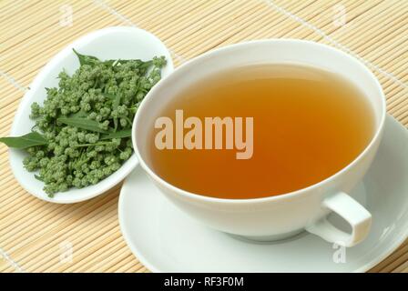 Armoise commune ou grande absinthe (Artemisia vulgaris), tisane Banque D'Images