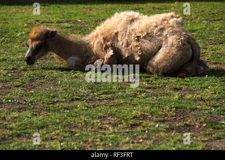 Bébé Chameau de Bactriane (Camelus bactrianus) Banque D'Images