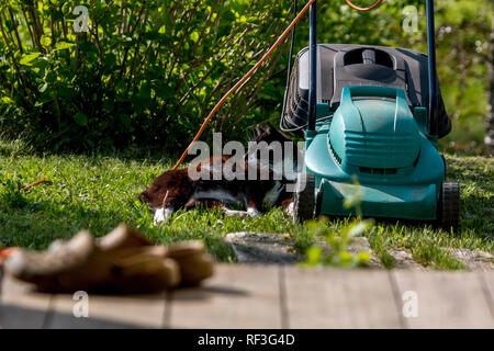 Tourné en extérieur vert de tondeuse et chat. Tondeuse électrique dans l'herbe verte. Dormir près de tondeuse électrique Cat sur le dessus de l'herbe dans le jardin. Banque D'Images