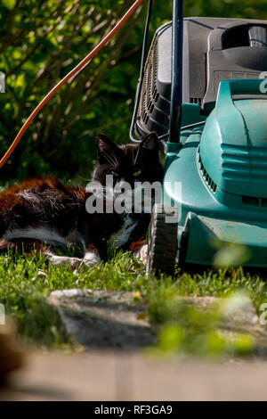 Tourné en extérieur vert de tondeuse et chat. Tondeuse électrique dans l'herbe verte. Dormir près de tondeuse électrique Cat sur le dessus de l'herbe dans le jardin. Banque D'Images