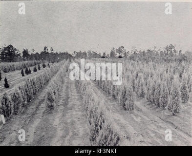 . Catalogue : 1954 - 1955. Pépinières (Horticulture) ; Catalogues Catalogues pépinière arbres à feuilles persistantes ; catalogues ; catalogues ; catalogues ; les arbustes et plantes grimpantes ; Catalogues Catalogues Catalogues Genévriers ; conifères. L'irlandais et les écrans de Juniper Juniperus procumbens PROCUMBENS bas, rampant avec de gros spécimens bleu sont cultivés sur une même sti au-dessus du sol. Ils se tiennent sans plus je plante nouvelle. Propagation de 10 pieds. Chemises, 2Y2 pots de 1 gallon, 10 à 12 pouces 8 pouces 18 pouces 18 à 24, la diffusion, la diffusion de 24 à 30 pouces, la diffusion de 2 à 3 pieds, debout ... ...JUNIPER feuillage vert japonais â. Formé à la verticale de la tige aight wit Banque D'Images