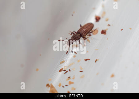 Le cucujide marchand en fond blanc marcher entre les miettes. Oryzaephilus mercator Banque D'Images