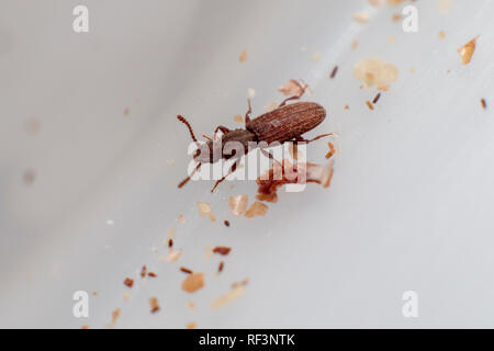 Le cucujide marchand en fond blanc marcher entre les miettes. Oryzaephilus mercator Banque D'Images