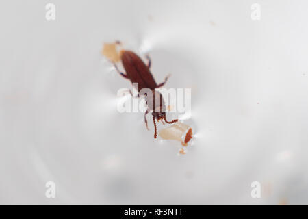 Le cucujide marchand en fond blanc natation dans l'eau. Oryzaephilus mercator Banque D'Images