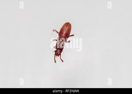 Le cucujide marchand à fond blanc à vue à partir du haut. Oryzaephilus mercator Banque D'Images