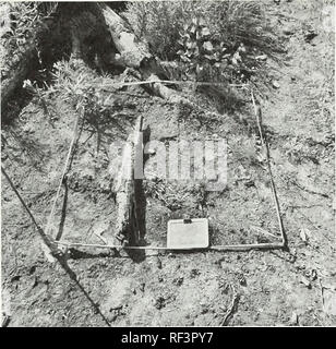 . L'effet sur la végétation et la température du sol de l'exploitation forestière plaine d'inondation, l'épinette blanche. Les forêts et la foresterie ; Alaska Alaska coupe itinérante ; Alaska ; l'épinette blanche en Alaska. La figure 6-E. La même 1-m2 Terrain (mais d'un angle différent) en 1985 montrant l'état du sol de la forêt et le développement de la végétation. Deux ans après la coupe et le brûlage, il semble que les sites peuvent éventuellement être dominé par un peuplement de feuillus mixtes de montagne et plaine d'inondation, espèces. Une importance particulière est l'invasion de la les sites brûlés par un grand nombre de plantules d'aspen. Bien que les semences d'aspen Banque D'Images