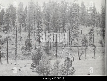 . L'utilisation des terres forestières et de débit dans le centre de l'Oregon. Les forêts et la foresterie Oregon Ochoco Creek Watershed utilisation multiple ; la gestion des bassins versants de l'Oregon Ochoco Creek Watershed ; mesures de flux Oregon Ochoco Creek Watershed. Depuis ce temps, l'exploitation minière a été sporadique avec une activité aussi récemment qu'à la fin des années 1950 et au début des années 60 (3). Les premières mines de cinabre était sous- sol, mais la technique plus récente a été l'extraction à ciel ouvert. Une zone d'environ 20 acres des strip mining travail existe dans la Lookout Mountain aux environs. Sinon, il n'y a pas eu d'importantes perturbations des sols, les défrichements Banque D'Images